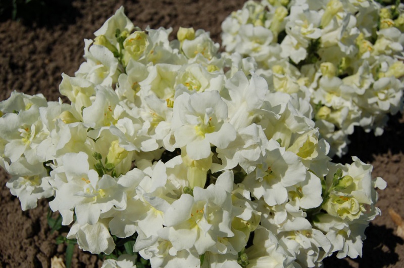Antirrhinum twinny White - кученца ниски бели (225)